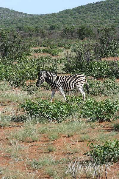 Mud Maps Africa Namibia 0547